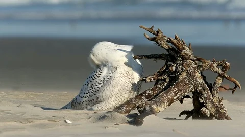 Snowy Owl Video stock 119344858