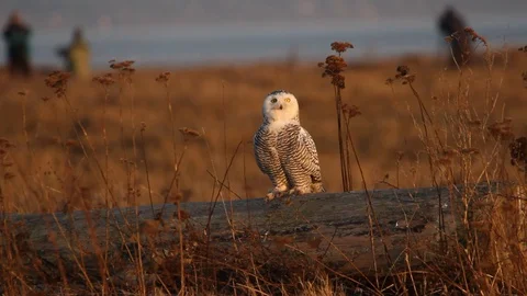 Snowy owl Stock Footage 129131371