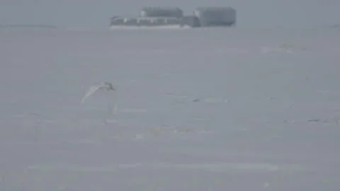 Snowy owl Stock Footage 144840972