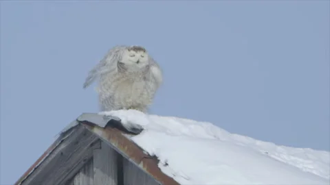 Snowy owl Stock Footage 144841005