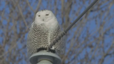 Snowy owl Video stock 144841040
