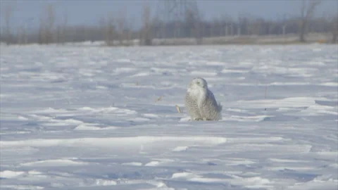 Snowy owl Stock Footage 144841079