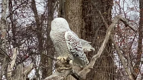 Snowy Owl Stock Footage 166128525