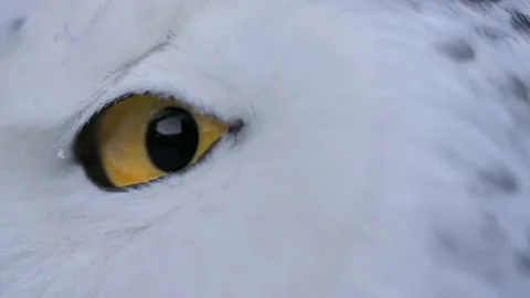 Snowy owl Stock Footage 170836938
