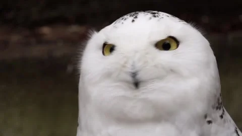 Snowy Owl Stock Footage 233915845