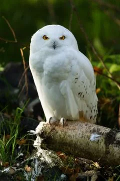 Snowy owl in the forest Stock Photos