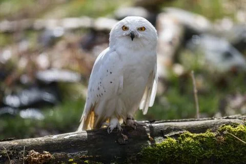Snowy owl in the forest Stock Photos