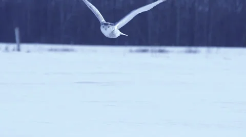 Snowy Owl goes into flight Vídeo Stock 34894096