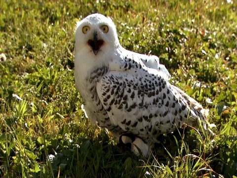 Snowy owl in grass Stock Footage 80961613