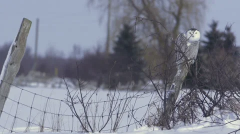 Snowy Owl head dance Vídeo Stock 34924939