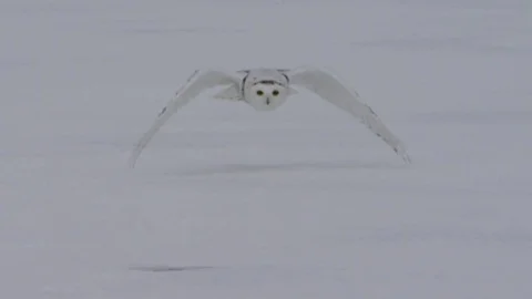 Snowy Owl head on flying at mouse and grabbing it in talons Stock Footage 71744385
