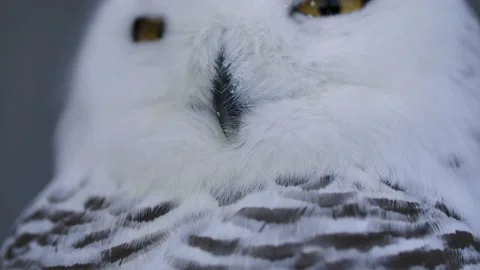 Snowy owl head rotating macro slomo Stock Footage 170836916