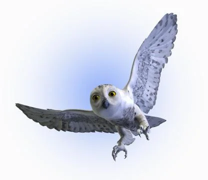 Snowy Owl Stock Illustration