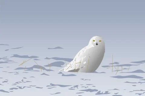 Snowy owl イラスト素材