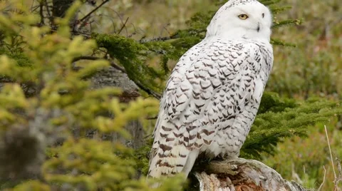 Snowy Owl looking around Stock Footage 64856909