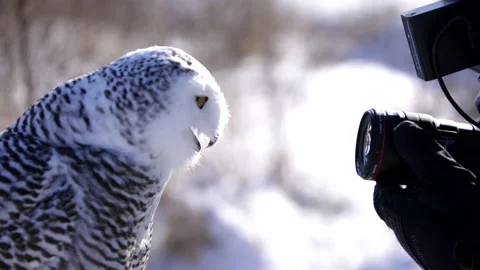 Snowy owl looking at a camera Video stock 169722417