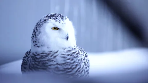 Snowy owl looking at the camera Video stock 169722438