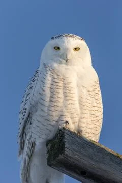 Snowy Owl Looking at Camera Stock Photos
