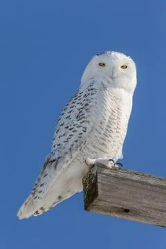 Snowy Owl Looking at Camera Stock Photos
