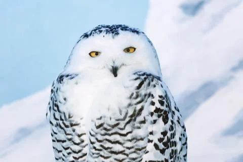 Snowy Owl looking at the camera Stock Photos