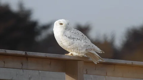 Snowy Owl Looks Around while Feathers Flow in Wind Stock Footage 123814917