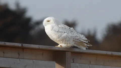 Snowy Owl Looks Around while Feathers Flow in Wind 스톡 동영상 123815080