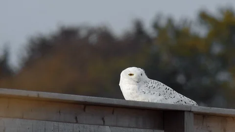 Snowy Owl Looks Around while Feathers Flow in Wind Stock Footage 123815093