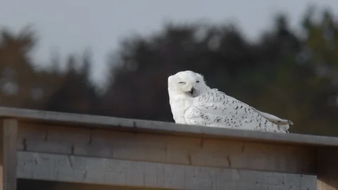 Snowy Owl Looks Around while Feathers Flow in Wind Stock Footage 123815742