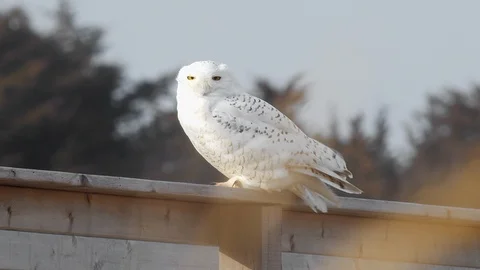 Snowy Owl Looks at Camera while Feathers Flow in Wind Stock Footage 123814925