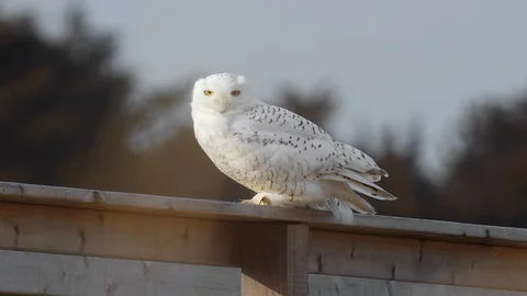 Snowy Owl Looks at Camera while Feathers Flow in Wind 스톡 동영상 123814999
