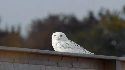 Snowy Owl Looks at Camera while Feathers Flow in Wind 스톡 동영상 123815681