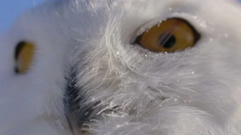 Snowy owl macro eye blinking with snow as sun sets Video stock 170836941