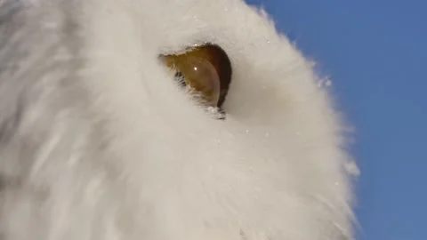 Snowy owl macro eye side profile head turn and blink slomo amazing close up Stock Footage 170836942