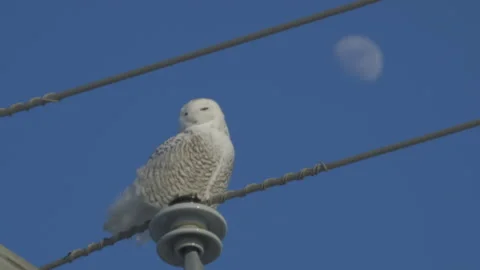 Snowy owl with moon Video stock 144840985