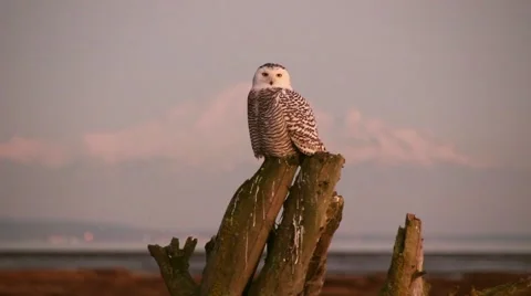 Snowy Owl on mountain background Stock Footage 40465032