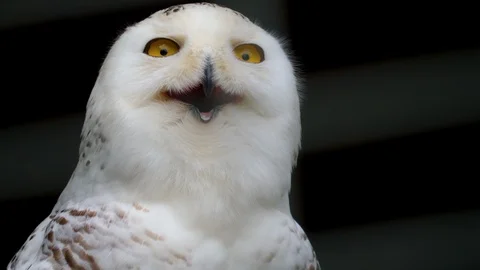 Snowy owl with open beak Stock Footage 108939692