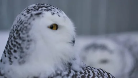 Snowy owl pair rack focus front to back handheld slomo Stock Footage 170836953