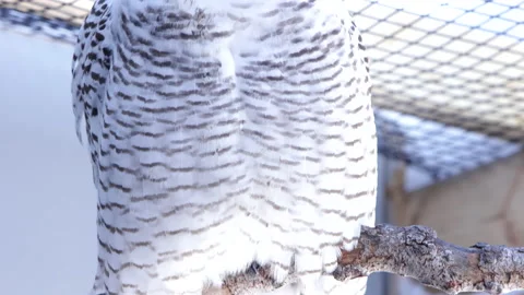 Snowy owl perched in captivity Stock Footage 169722558