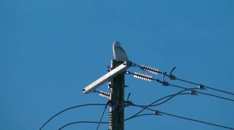 Snowy owl perched Stock Footage 46229243