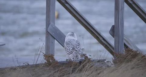 Snowy owl perched on sandy ground near wooden pier supports in a coastal winter Stock-Footage 315082706