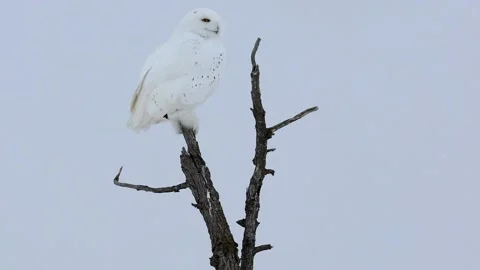 A snowy owl perched on a tree Stock Footage 235743005