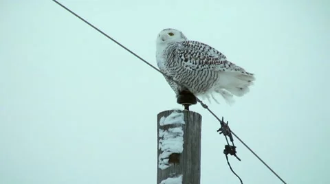 Snowy owl perched in the wind Stock Footage 46090423