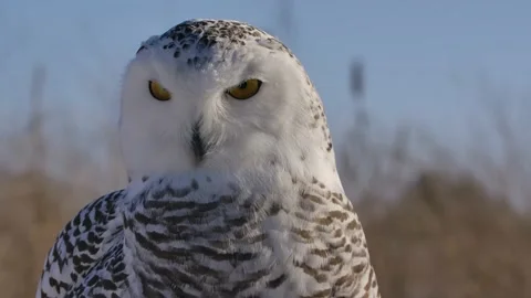Snowy owl perched in winter wind waiting for prey Stock Footage 170836956