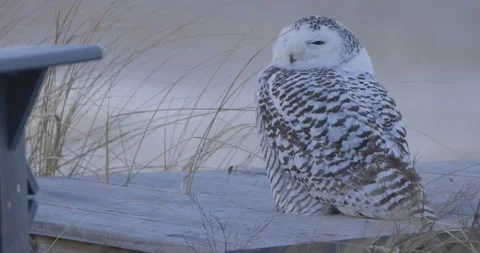 Snowy owl perched on wooden structure near beach grass during winter in coastal Stock-Footage 315082311