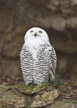 Snowy owl Stock Photos