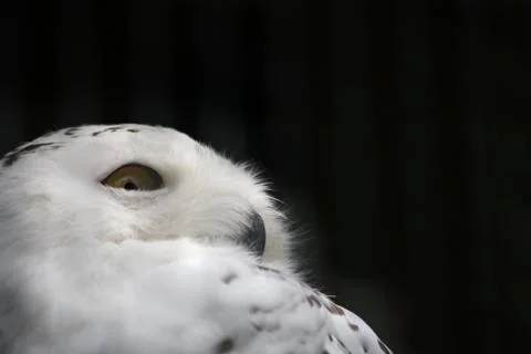 Snowy owl Stock Photos