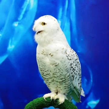 Snowy owl Stock Photos