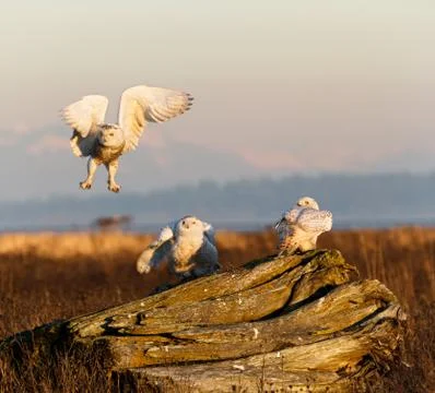Snowy Owl Stock Photos