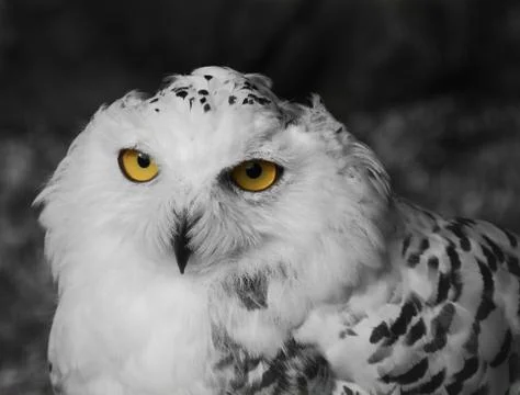 Snowy owl Stock Photos