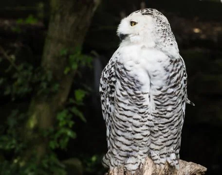 Snowy Owl Stock Photos